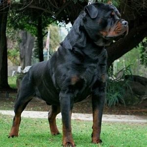 Meet your Posher, Rodney